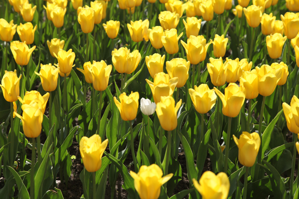 Pskov tulips of 17 May 2016